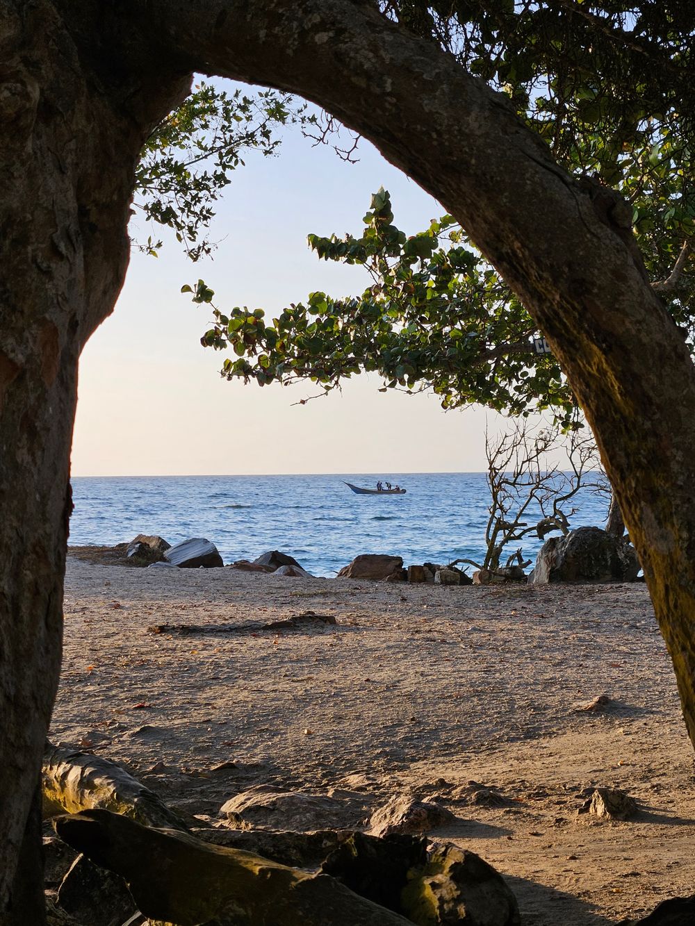 A boat on the sea framed by tree trunks on a beach in Pampatar